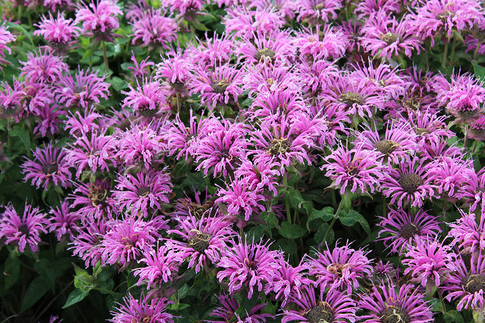 Cluster of purple flowers with a bee on it.